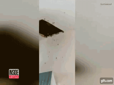 Nhấc mảng trần nhà xuống, người phụ nữ sốc khi thấy cảnh tượng kinh hoàng này trong nhà mình