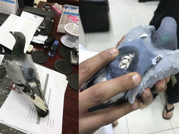 Bắt được con chim bồ câu đang đem 178 viên ma túy đi bán