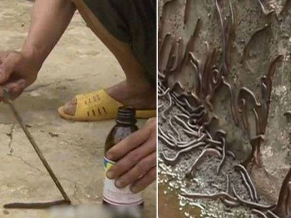 Cả vùng quê bị "quái trùng" tấn công: Đổ thuốc sâu đậm đặc tiêu diệt, càng giết càng nhiều