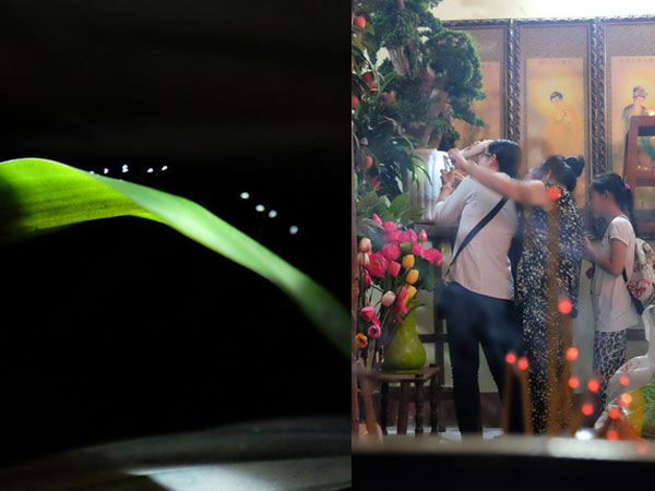 Bất chấp giông gió, nhiều người đổ xô đi xem “thiên cổ kỳ hoa” 3.000 năm mới nở một lần?