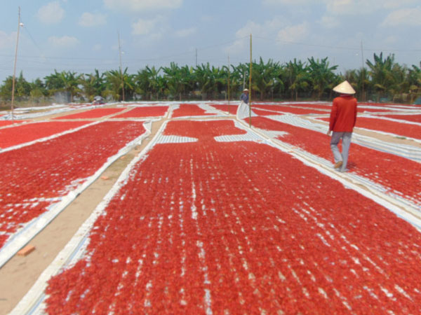 Giá ớt miền Tây giảm 10 lần