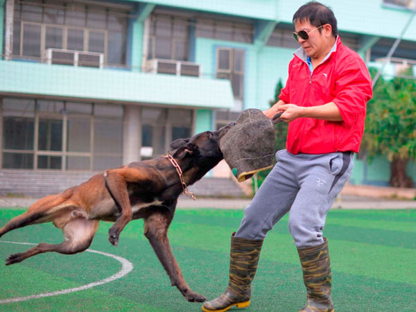 Bên trong trại huấn luyện chó bảo vệ của võ sư karatedo