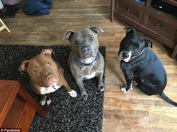 Chỉ 5 phút ở một mình cùng 3 con chó pit bull, bé gái 3 tuần tuổi bị cắn đến chết