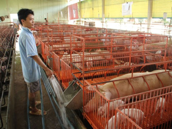 Trung Quốc mở cửa nhập heo, đừng vội mừng