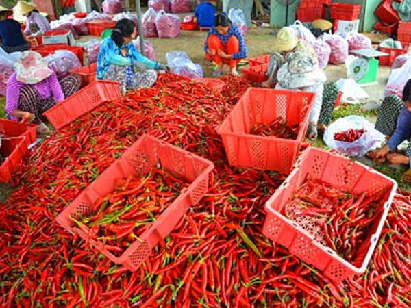 Bình Định: Tận cùng nỗi xót xa khi giá ớt chỉ còn 2.000 đồng/kg