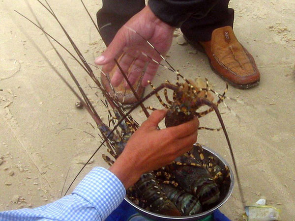 Vụ tôm hùm chết hàng loạt: Người nuôi nghi ngờ do doanh nghiệp xả thải