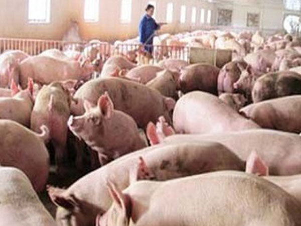 200.000 tấn thịt lợn đã được “giải cứu”