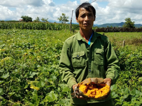 Bán 10 kg bí ngô không mua nổi một ổ bánh mì