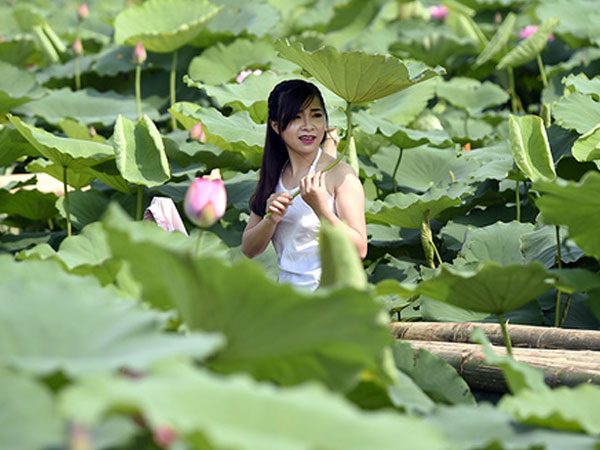 Hà Nội: Lội bùn chụp ảnh sen, phó nháy kiếm tiền triệu mỗi ngày