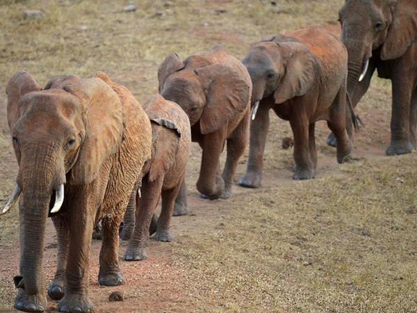 Uganda điều tra nhà ngoại giao Trung Quốc buôn ngà voi