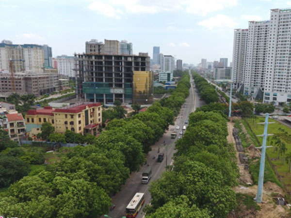 Tại sao không xin ý kiến người dân khi chặt hạ cả nghìn cây xanh?