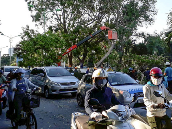 Trung tâm Nha Trang tắc cứng vì xà cừ cổ thụ bật gốc chắn ngang đường