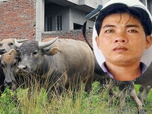 Gã chăn trâu thuê lập đường dây trộm trâu ở miền Tây