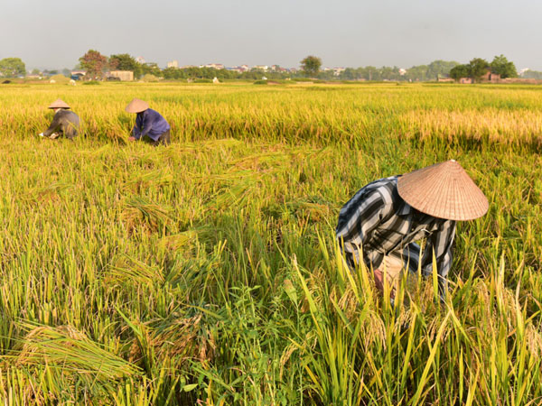 Gặt lúa trong nắng cháy 41 độ C