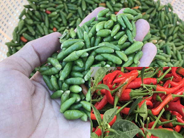 Quảng Ngãi: Lạ đời ớt rừng 300.000 đồng/kg, ớt nhà chỉ 2.000 đ/kg