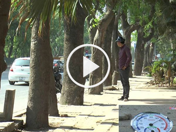 Video: Sự thật dưới hàng xà cừ sắp bị di dời đường Phạm Văn Đồng