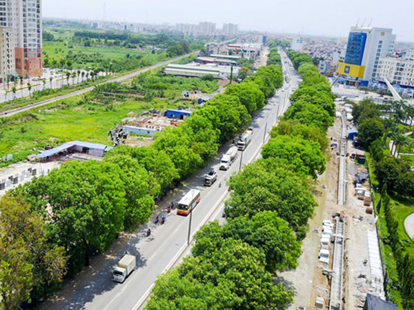 Vì sao Hà Nội cân nhắc thay thế 4.000 cây xà cừ?