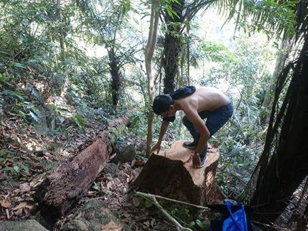 Lâm tặc chặt hạ gỗ trong khu bảo tồn thiên nhiên ở Huế