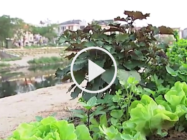 Video: Rau nhiễm độc vì tưới bằng nước sông Tô Lịch