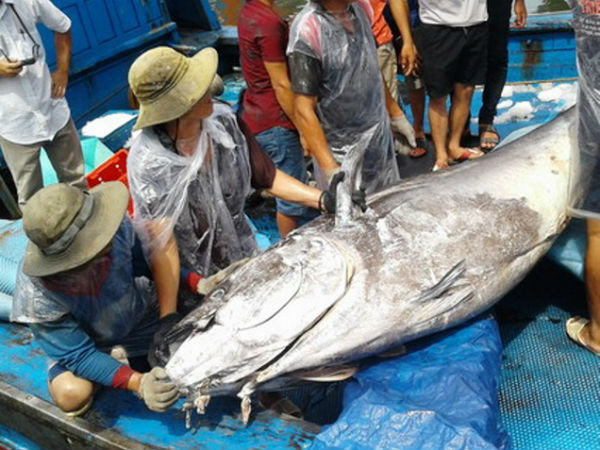 5 ngư dân vật lộn bắt cá ngừ đại dương “khủng” nặng 280 kg