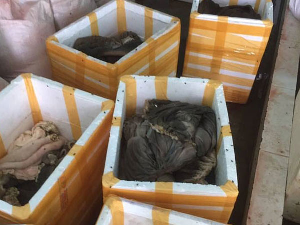 Bắt quả tang cơ sở chế biến "chui" gần 900 kg nội tạng động vật bẩn