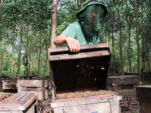 "Triệu" dân lên nộp "phí nuôi ong", bị phản ứng lại đổ... lỗi đánh máy