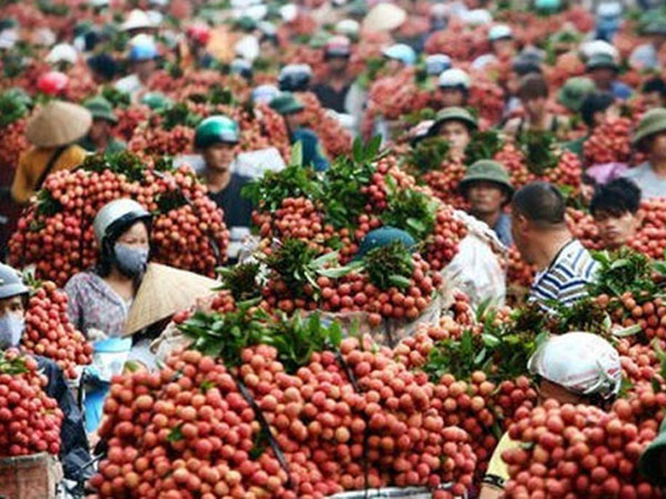 Phụ thuộc thị trường, 80% rau quả Việt được xuất sang Trung Quốc