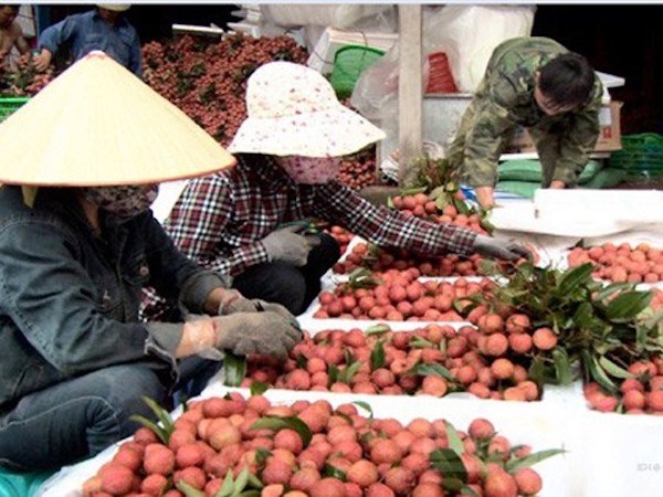 Trung Quốc sẽ mua 40.000 tấn vải Bắc Giang