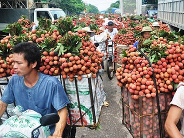 Bắc Giang: Người dân bán được giá, hơn 6.000 tấn vải được xuất sang Trung Quốc