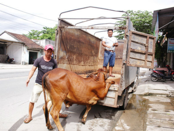 Mua bò được... bảo hành 1 tháng