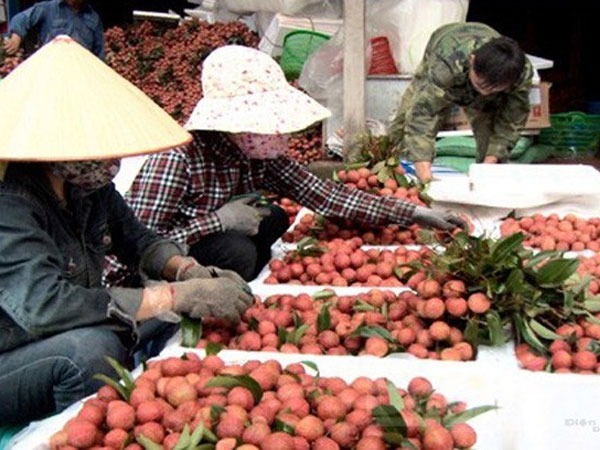Trung Quốc sẽ mua 40.000 tấn vải Bắc Giang