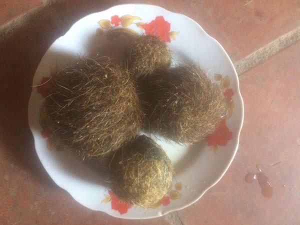 Nghệ An: Người dân đổ xô đi xem 4 dị vật nghi “cát lợn” quý hiếm