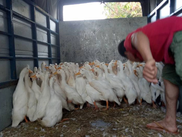 Nghệ An: Xúm tay "giải cứu" vịt cho nông dân, giá 70.000 đồng/con