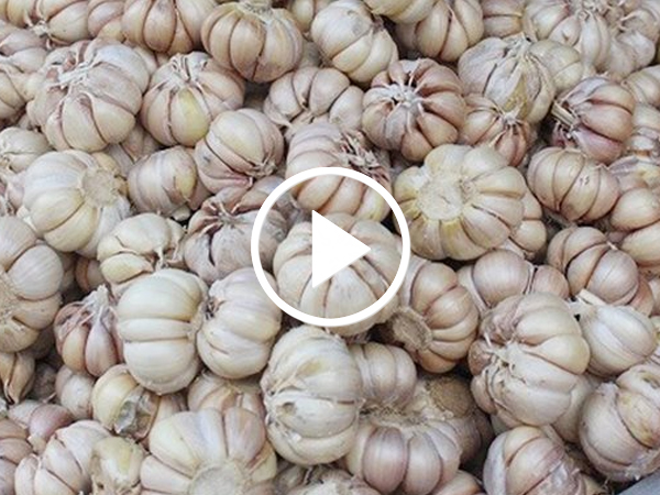 Video: Tỏi Trung Quốc tràn chợ Việt, để cả năm không lo thối