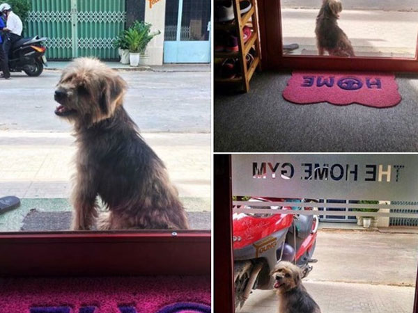 Xúc động nhất Facebook hôm nay: Chú chó ở Đồng Nai quay về tìm chủ cũ sau 3 năm bị bắt đi