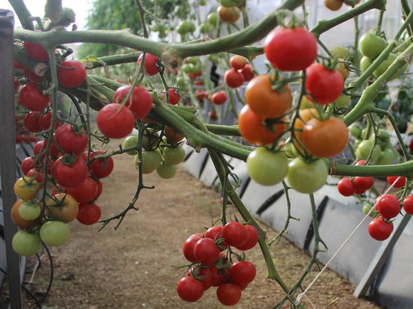 Dịch bệnh hoành hành, cà chua Đà Lạt tăng giá mạnh