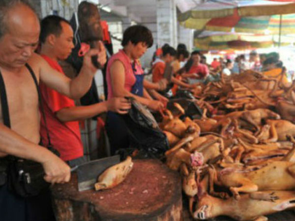 Lễ hội thịt chó ở Trung Quốc đông nghịt người bất chấp tranh cãi