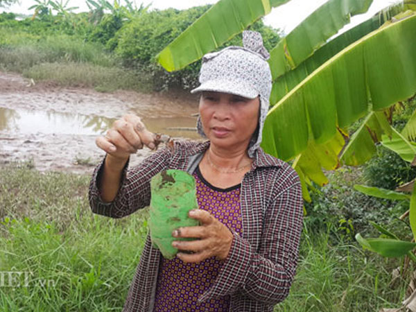 Dùng chai nhựa thải bẫy cáy, nông dân Cố đô kiếm 1 triệu đồng/ngày