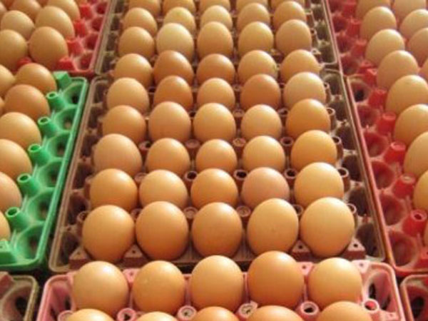 Người chăn nuôi đang lỗ 300-500 đồng mỗi quả trứng
