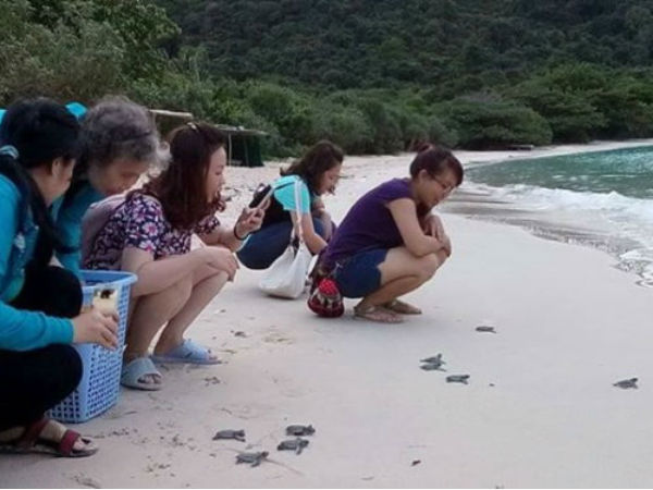 Thả rùa về biển phải trả tiền, có hợp lý?
