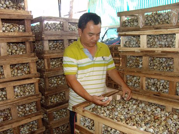 Giá trứng cút rớt thảm còn 200 đ/quả, 20.000 đ mua được cả trăm quả