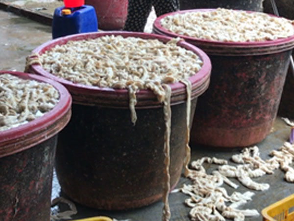 Hàng trăm cân lòng lợn tẩy trắng bằng hóa chất pha nước thải