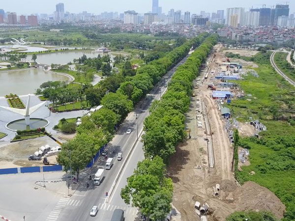 Hà Nội: Đề nghị xem lại phương án di chuyển 1.200 cây xà cừ