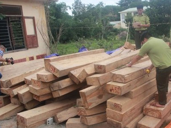 Bắt tạm giam đồn phó Biên phòng vụ phá rừng pơ mu biên giới