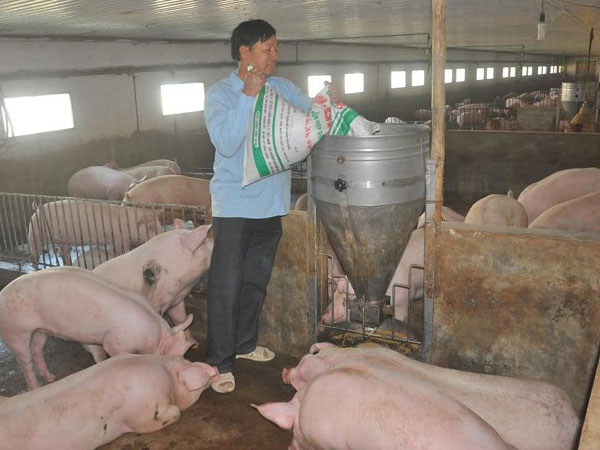 Thịt lợn tăng mạnh: 6 tháng lỗ nặng mới bắt đầu hòa vốn