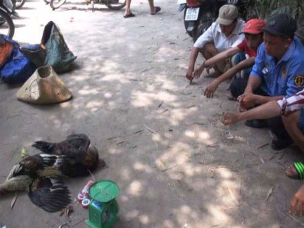 Trường gà 100 con bạc trong rừng tràm bị bắt trọn