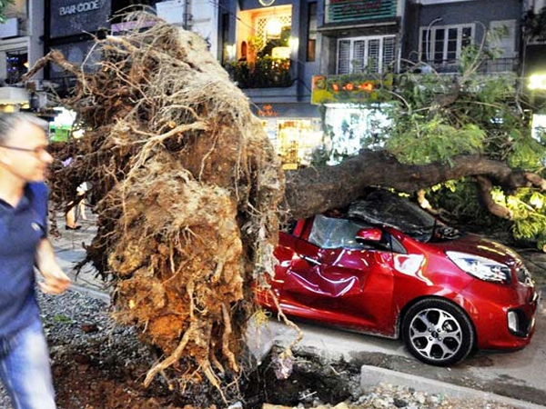 Cây xanh liên tục bật gốc ở Sài Gòn: Lỗi tại "ông Trời"