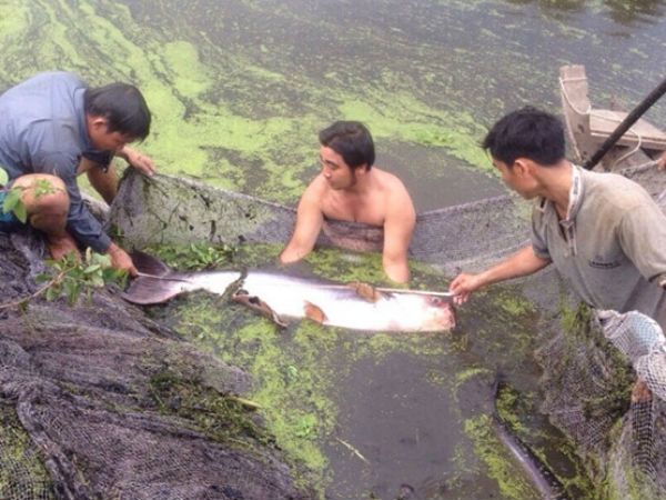 Nơi bảo tồn những loài cá "khủng"