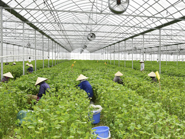 Trang trại tía tô 700 đồng một lá xuất đi Nhật