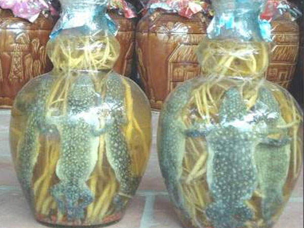 Rượu thuốc khiến chàng thêm “cứng cáp”